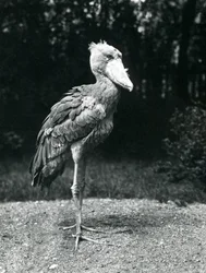 Ein Schuhschnabel oder Walstorch im Londoner Zoo, Juni 1914